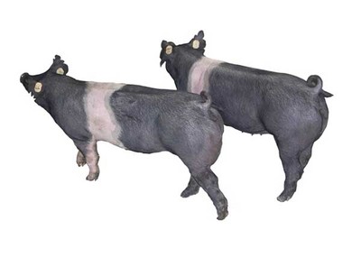 汉普夏猪母猪图片